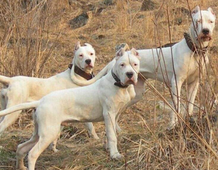 杜高犬经常舔嘴巴是怎么了？