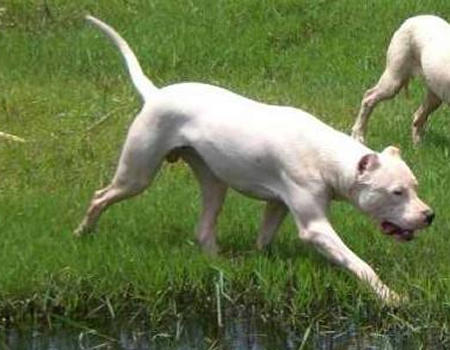 杜高犬得了皮肤病要怎么办