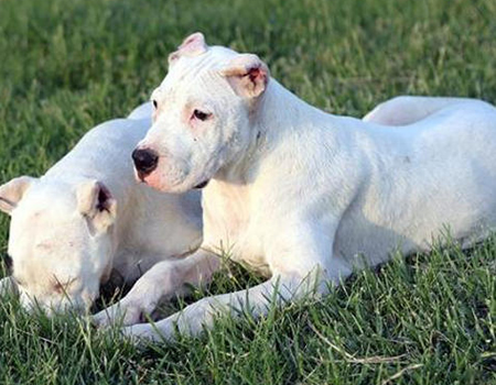 杜高犬太胖了，怎么给它减肥？
