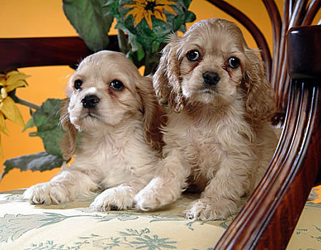可卡犬一直瞎叫，要怎么制止它？