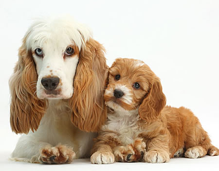 可卡犬有口臭要怎么办？