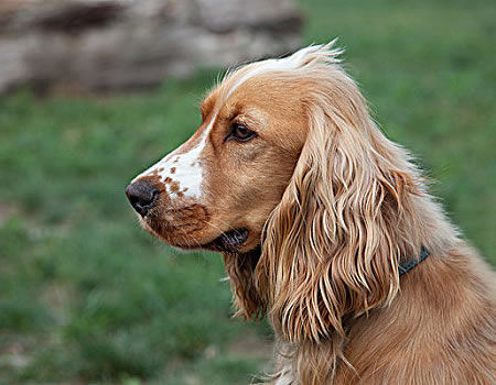 可卡犬吃什么对身体好