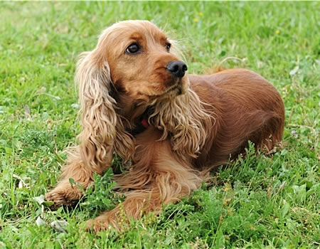 可卡犬有哪些东西是不能吃的
