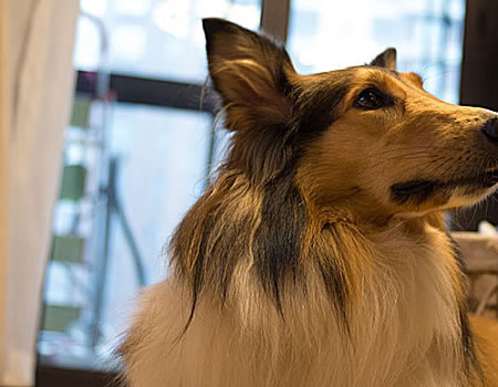苏格兰牧羊犬一直磨牙要怎么办？