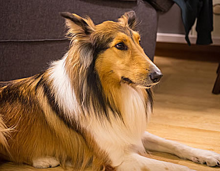 苏格兰牧羊犬幼犬吃什么长得好？