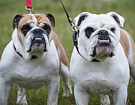 英国斗牛犬吐了要怎么办？