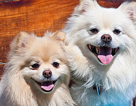博美犬吃多了会有怎样？