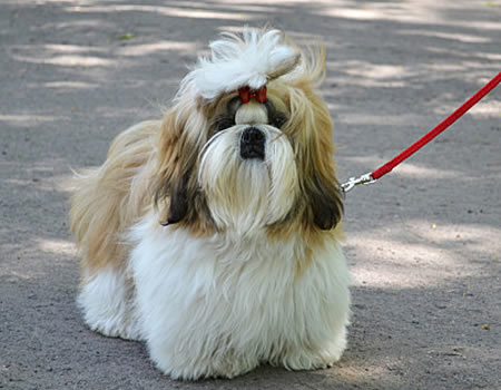 西施犬的毛发毛躁的原因