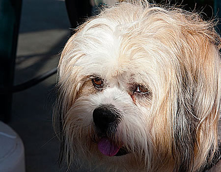 西施犬为什么经常舔自己？