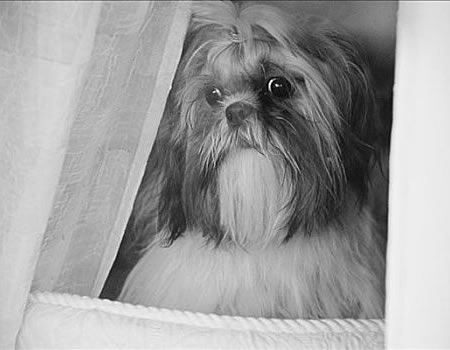 西施犬便便里面有血丝是为什么