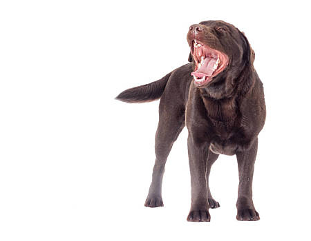 拉布拉多犬为什么会得抑郁症？