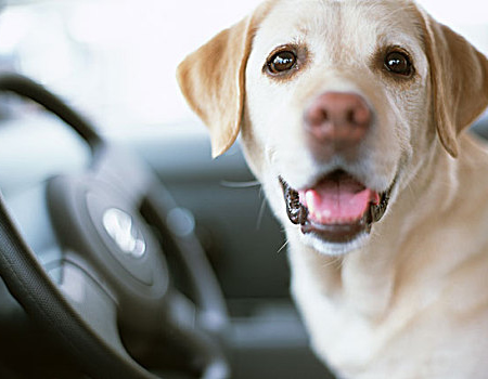 怎么给拉布拉多犬修剪指甲？