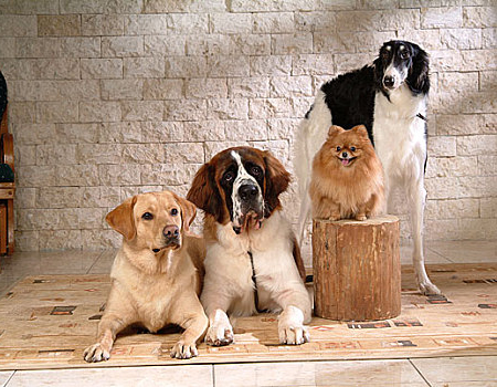 怎么给拉布拉多犬增肥？