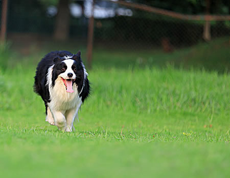 边境牧羊犬经常磨牙要怎么处理