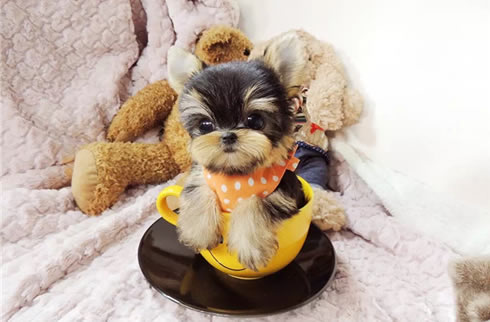 约克夏犬