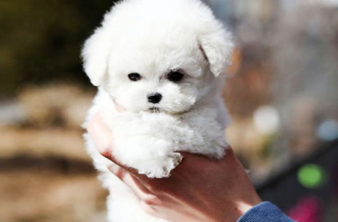 比熊犬