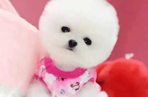 博美犬