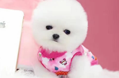 博美犬