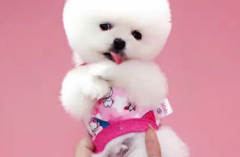 博美犬