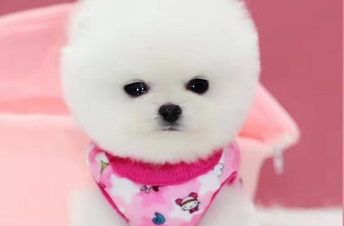 博美犬