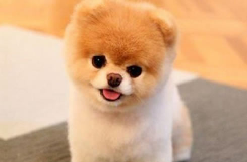 博美犬
