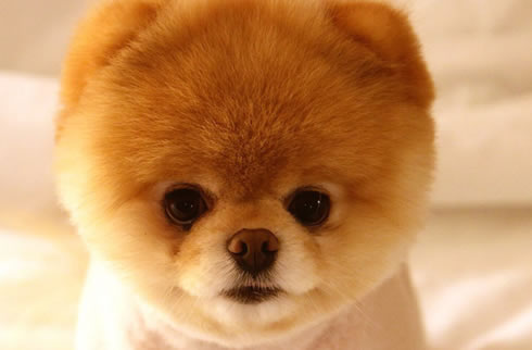 博美犬