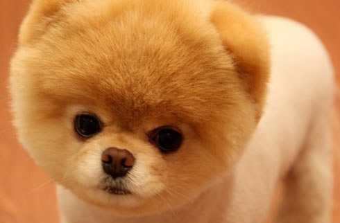 博美犬