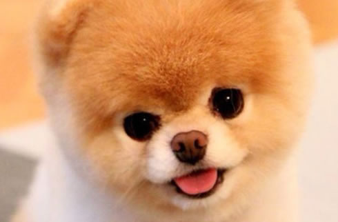 博美犬