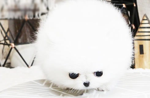 博美犬