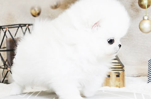 博美犬