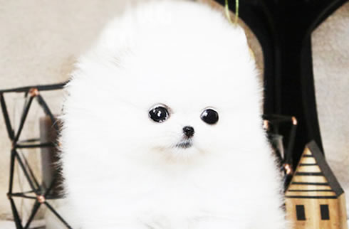 博美犬