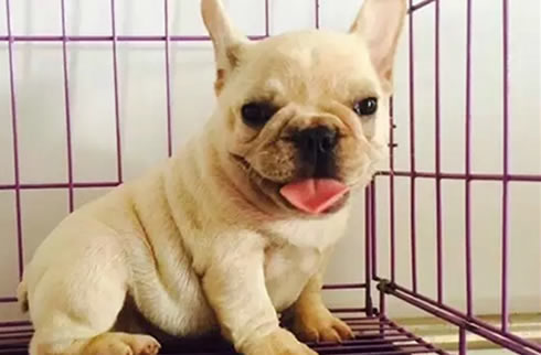 法斗犬