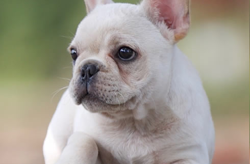 法斗犬