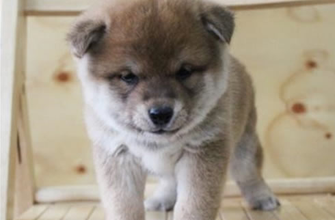 柴犬