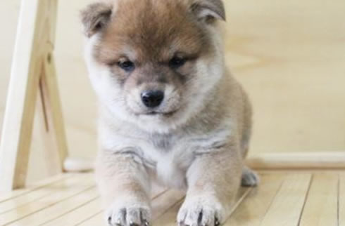 柴犬