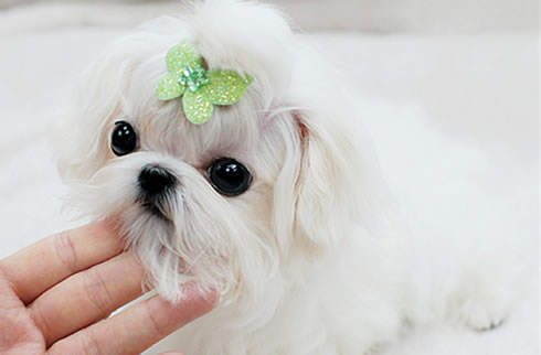 马尔济斯犬
