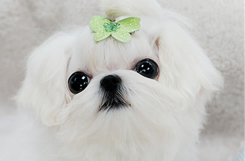 马尔济斯犬