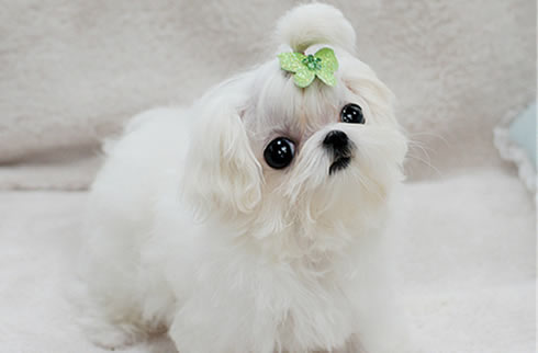 马尔济斯犬