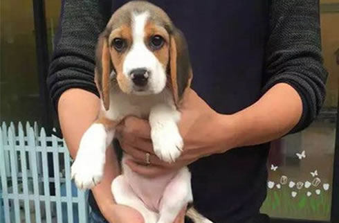 比格犬