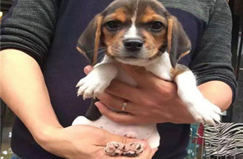 比格犬