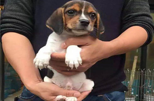 比格犬