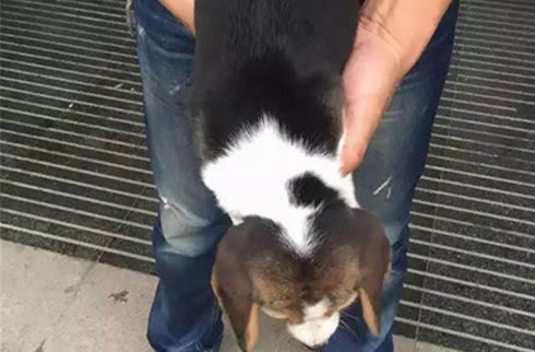 比格犬