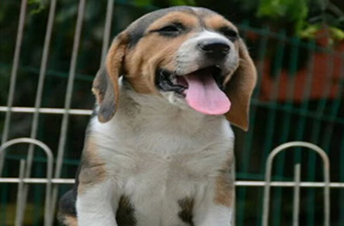 比格犬