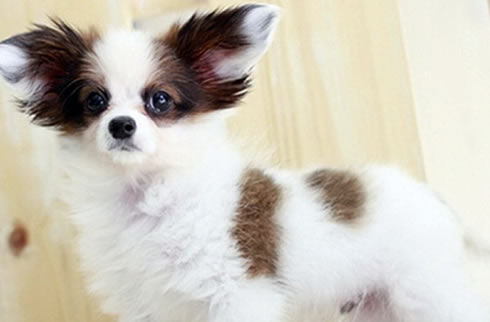 蝴蝶犬