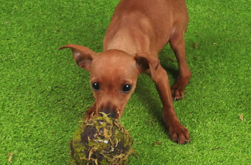 小鹿犬