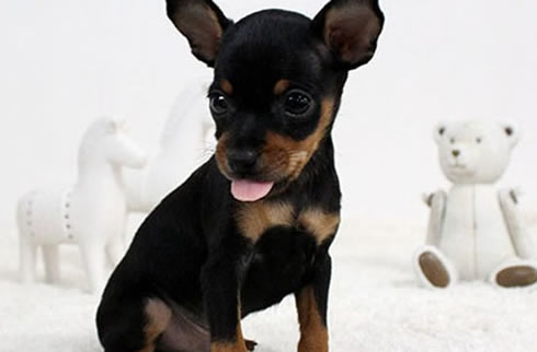 小鹿犬