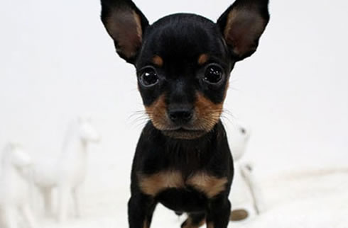 小鹿犬