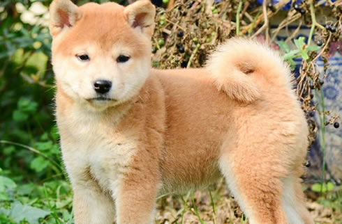 柴犬