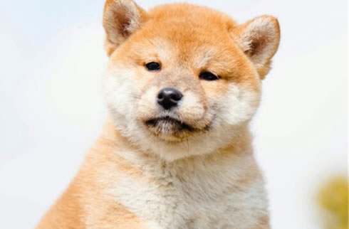 柴犬