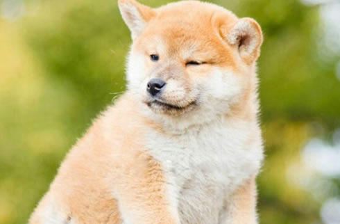柴犬